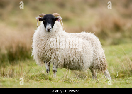 Schottische Black-faced Schaf. RAM-Lamm. Ovis Aries. Islay, Schottland. Stockfoto