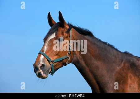 Holsteiner Pferd (Equus Caballus) großaufnahme, Deutschland Stockfoto