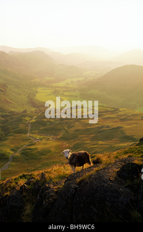 Herdwick Schafe mit Hardknott römischen Fort Mediobogdum hinter Eskdale Talebene im Lake District National Park, Cumbria, England Stockfoto