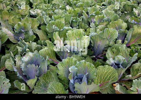 Rotkohl (Brassica Oleracea var. Capitala F. Rubra) im Feld, Deutschland Stockfoto