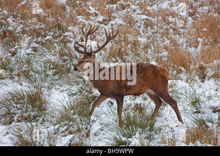 Rothirsch (Cervus Elaphus) Hirsch im Schnee im Winter, Deutschland Stockfoto