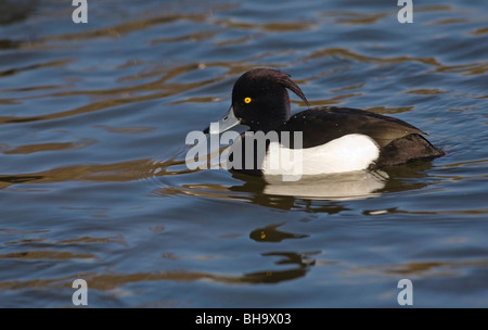 Reiherenten - Aythya fuligula Stockfoto