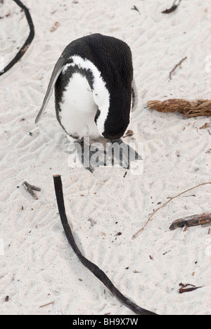 Ein einsamer afrikanische Pinguin putzen am Strand Stockfoto