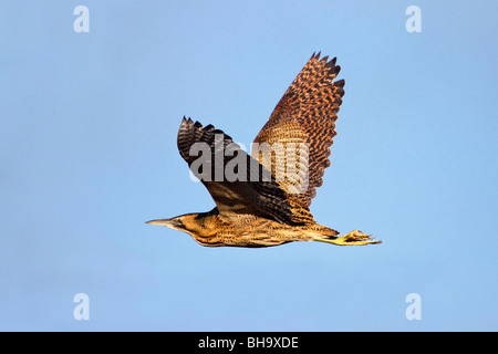 Rohrdommel; Botaurus Stellaris; im Flug; Cornwall Stockfoto