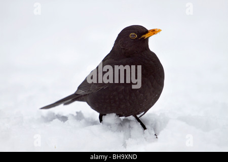 Amsel; Turdus Merula; Mann im Schnee Stockfoto