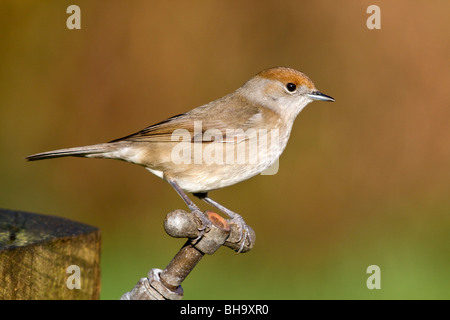 Mönchsgrasmücke; Sylvia Atricapilla; Weibchen vom Garten Fass Stockfoto