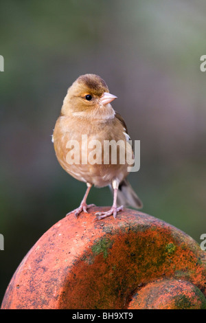 Buchfink; Fringilla Coelebs; Weibchen auf Gartenverzierung Stockfoto