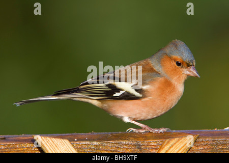 Buchfink; Fringilla Coelebs; Mann am Gartenzaun Stockfoto