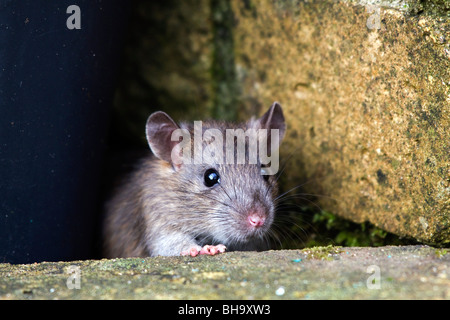 Braune Ratte; Rattus Norvegicus; im Garten Stockfoto