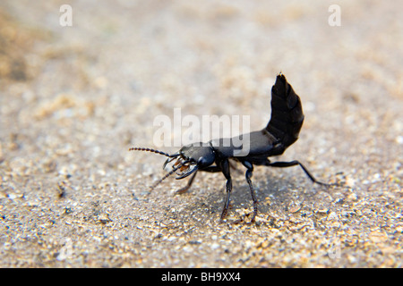 Des Teufels Trainer Pferd; Staphylinus Olens; Käfer in Gefahr-position Stockfoto