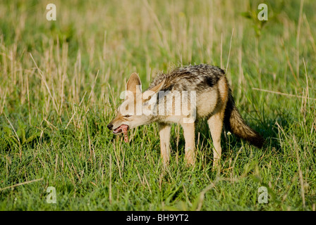 Black-backed Jackal (Canis Mesomelas) In Masai Mara Kenia Essen Stockfoto