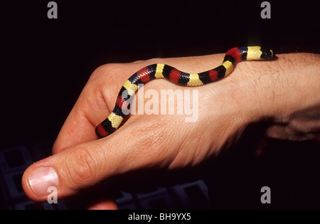 Pueblan Milch Schlange Lampropeltis Triangulum Campbelli, Colubridae, Center Amerika Stockfoto