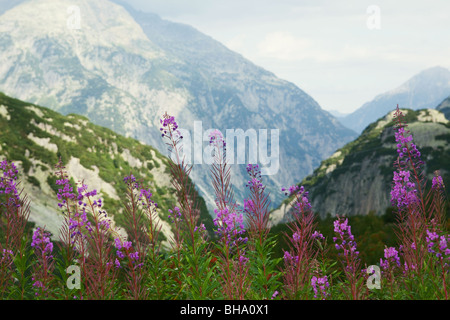 Grimselpass im Sommer - Kanton Wallis, Schweiz Stockfoto