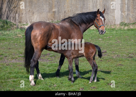 Holsteiner Pferd (Equus Caballus) Stute mit Fohlen trinken im Feld, Deutschland Stockfoto