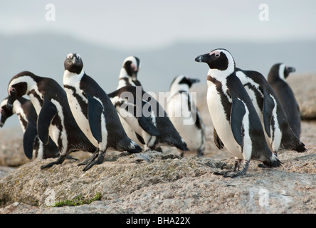 Eine Gruppe von afrikanischen Pinguine am Ende des Tages nach Ausgaben Angeln Stockfoto