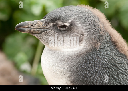 Nahaufnahme von einem jungen, Mauser, afrikanische Pinguin Stockfoto