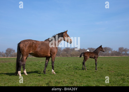 Holsteiner Pferd (Equus Caballus) Stute mit Fohlen im Feld, Deutschland Stockfoto