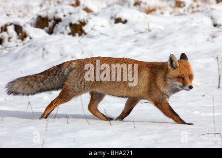 Rotfuchs (Vulpes Vulpes) in dicken Wintermantel Jagd im Schnee Stockfoto