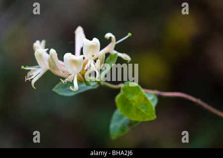 Geißblatt; Lonicera Periclymenum; in Blüte Stockfoto