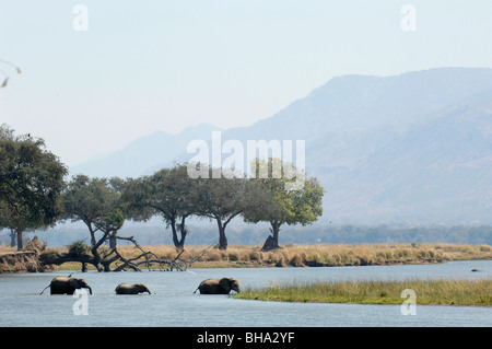 Afrikanische Elefanten auf dem Sambesi-Fluss in Simbabwe Mana Pools Nationalpark. Stockfoto