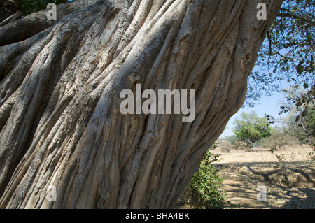 Touristen genießen die Vielfalt der Ansichten über den Sambesi-Fluss in Simbabwe Mana Pools National Park. Stockfoto