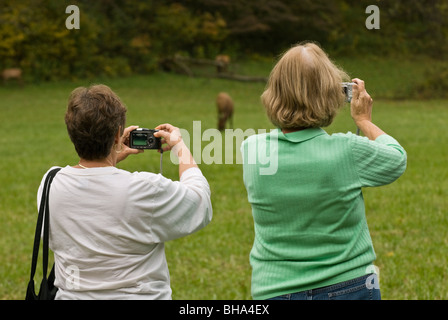 Touristen, die die Bilder von wilden Elchen in Great Smoky Mountains National Park, North Carolina, USA Stockfoto