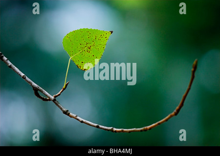 Schöne Herbstlaub bunte - große Herbst Hintergrund Stockfoto