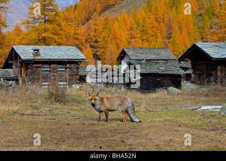 Rotfuchs (Vulpes Vulpes) unter den Hütten in den Bergen der Alpen, Nationalpark Gran Paradiso, Italien Stockfoto