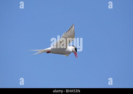 South American Tern, Sterna Hirundinacea während des Fluges in der Nähe von el Calafate Stockfoto