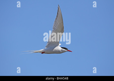 South American Tern, Sterna Hirundinacea während des Fluges in der Nähe von el Calafate Stockfoto