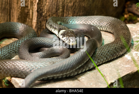 Im Inland Taipan Oxyuranus microlepidotus Stockfoto