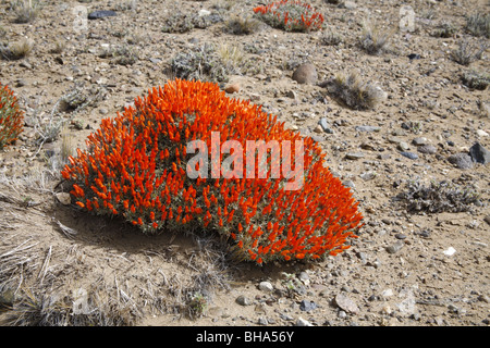 Scharlachrote Stechginster oder Feuer Zunge Bush, Anarthrophyllum Desiderat in der Nähe von El Calafate Stockfoto