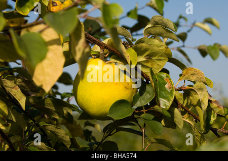 Quitte (Cydonia Oblonga) wächst in einem Obstgarten. Die junge Frucht sind mit einem grauen weiße Behaarung bedeckt, die als abfärbt Stockfoto