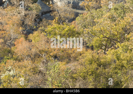 Die majestätische Pracht des Nationalparks Simbabwes Rhodos Matopos Stockfoto