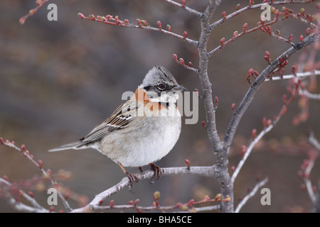 Rufous-Kragen Spatz, Zonotrichia capensis Stockfoto