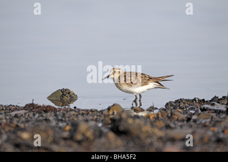 Weißes-rumped Sandpiper, Calidris Fuscicollis am Meer Ushuaia Stockfoto