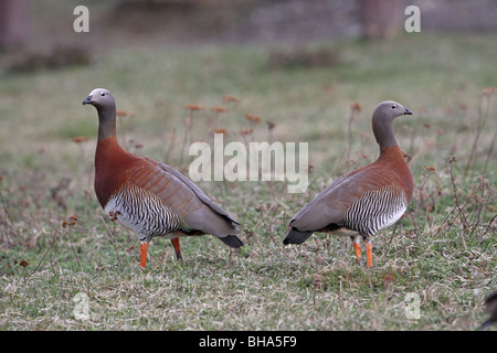 Unter der Leitung von Ashy Gans, Chloephaga Poliocephala paar in Ushuaia Stockfoto