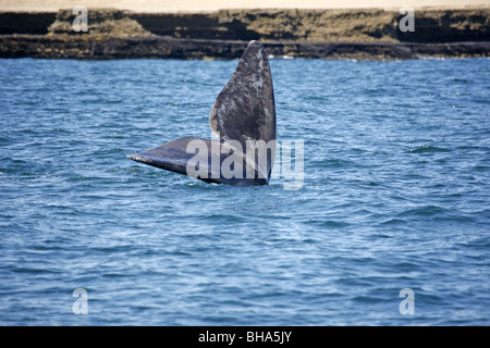 Südlichen Glattwal Eubalaena australis Stockfoto
