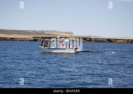 Touristenboot mit südlichen Glattwal Eubalaena australis Stockfoto