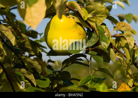 Quitte (Cydonia Oblonga) wächst in einem Obstgarten. Die junge Frucht sind mit einem grauen weiße Behaarung bedeckt, die als abfärbt Stockfoto