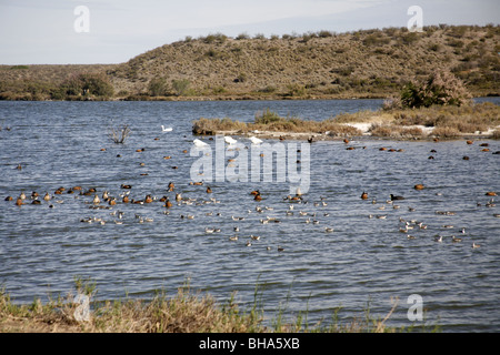 Wilson's Phalarope, Phalaropus Tricolor, überwinternde Herde in der Nähe von Trelew Stockfoto