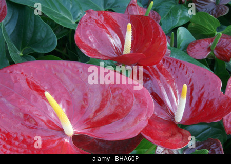 Roten Anthurien oder "Flamingo-Blume" (Anthurium-Andreanum-Hybriden) in voller Blüte. Stockfoto