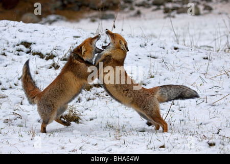Zwei rote Füchse (Vulpes Vulpes) kämpfen im Schnee im winter Stockfoto