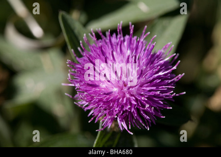 Distel wachsen wild in Schottland Fife Stockfoto