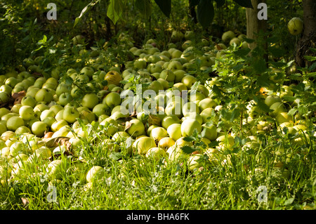 Windfall grüne Äpfel (Malus Domestica) liegen auf dem Boden in einem Obstgarten in der Grafschaft Kent Stockfoto