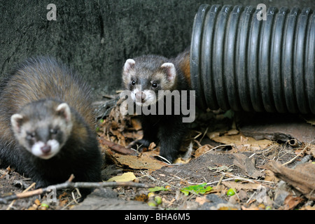 Europäischen Polecats (Mustela Putorius) entstehende Druckleitung, UK Stockfoto