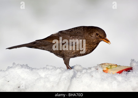 Amsel; Turdus Merula; Weiblich, Essen einen Apfel im Schnee Stockfoto