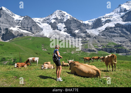 Walker unter alpinen Kühen (Bos Taurus) mit Kuhglocke in Meadow, Schweizer Alpen, Schweiz Stockfoto