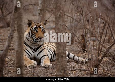 Erwachsene männliche Bengal Tiger in den Bäumen sitzen und halten ein Auge auf eine Beute, Ranthambore Indien. (Panthera Tigris) Stockfoto