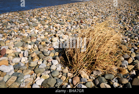 Ein Grasbüschel windgepeitschten beharrlich wachsen auf einer Bank aus Kieselsteinen von einem Strand mit dem Meer im Hintergrund Stockfoto